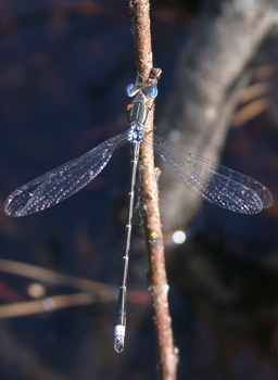 Southern Spreadwing Southern Spreadwing